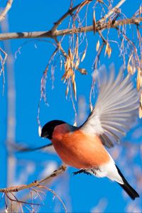 Preview wallpaper bullfinch, branch, winter