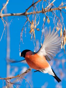 Preview wallpaper bullfinch, branch, winter