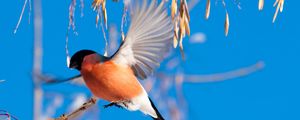 Preview wallpaper bullfinch, branch, winter