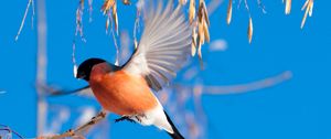 Preview wallpaper bullfinch, branch, winter