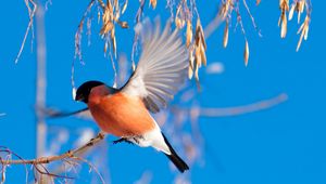 Preview wallpaper bullfinch, branch, winter