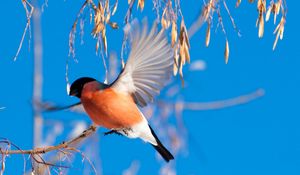 Preview wallpaper bullfinch, branch, winter