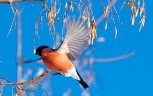 Preview wallpaper bullfinch, branch, winter