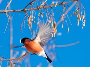 Preview wallpaper bullfinch, branch, winter