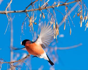 Preview wallpaper bullfinch, branch, winter