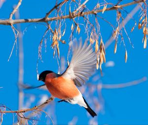 Preview wallpaper bullfinch, branch, winter