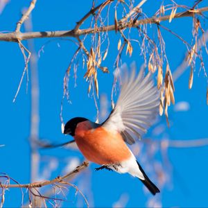 Preview wallpaper bullfinch, branch, winter