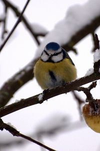 Preview wallpaper bullfinch, twig, winter, snow