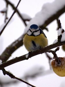 Preview wallpaper bullfinch, twig, winter, snow