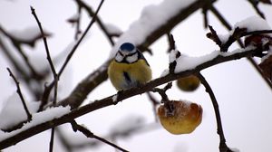 Preview wallpaper bullfinch, twig, winter, snow