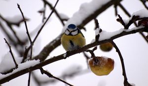 Preview wallpaper bullfinch, twig, winter, snow