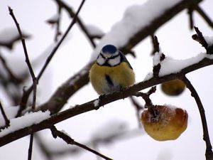 Preview wallpaper bullfinch, twig, winter, snow