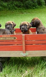 Preview wallpaper bullmastiff, puppies, trailer, grass