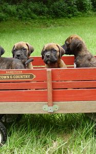 Preview wallpaper bullmastiff, puppies, trailer, grass