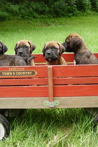 Preview wallpaper bullmastiff, puppies, trailer, grass