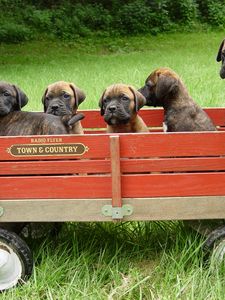 Preview wallpaper bullmastiff, puppies, trailer, grass