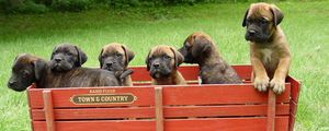 Preview wallpaper bullmastiff, puppies, trailer, grass