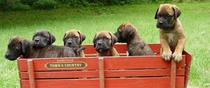 Preview wallpaper bullmastiff, puppies, trailer, grass