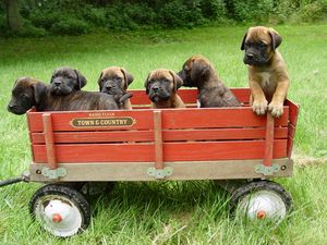 Preview wallpaper bullmastiff, puppies, trailer, grass