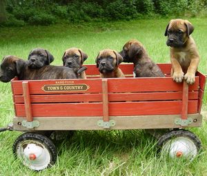 Preview wallpaper bullmastiff, puppies, trailer, grass