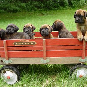 Preview wallpaper bullmastiff, puppies, trailer, grass