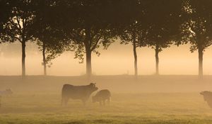 Preview wallpaper bulls, grass, fog, forest, field, trees