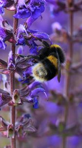 Preview wallpaper bumble bee, bee, insect, purple, flowers, macro, spring