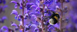 Preview wallpaper bumble bee, bee, insect, purple, flowers, macro, spring