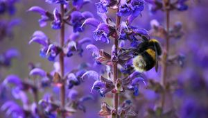 Preview wallpaper bumble bee, bee, insect, purple, flowers, macro, spring