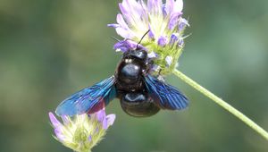 Preview wallpaper bumble bee, flower, bud, wings