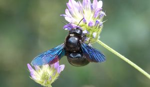 Preview wallpaper bumble bee, flower, bud, wings