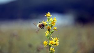 Preview wallpaper bumble bee, flower, insect, blur