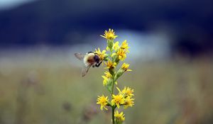 Preview wallpaper bumble bee, flower, insect, blur