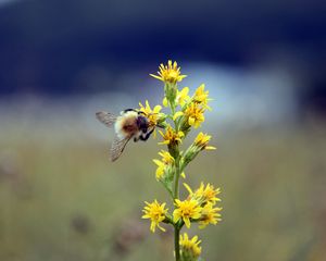 Preview wallpaper bumble bee, flower, insect, blur