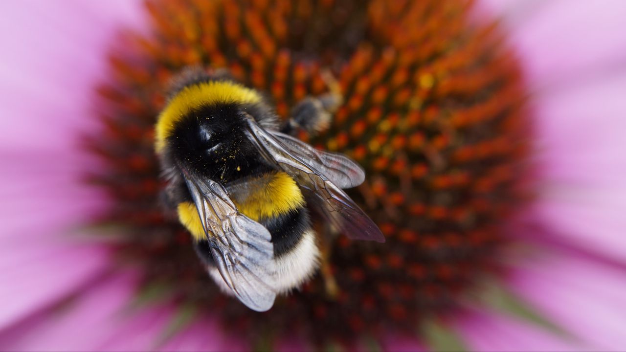 Wallpaper bumble bee, flower, macro