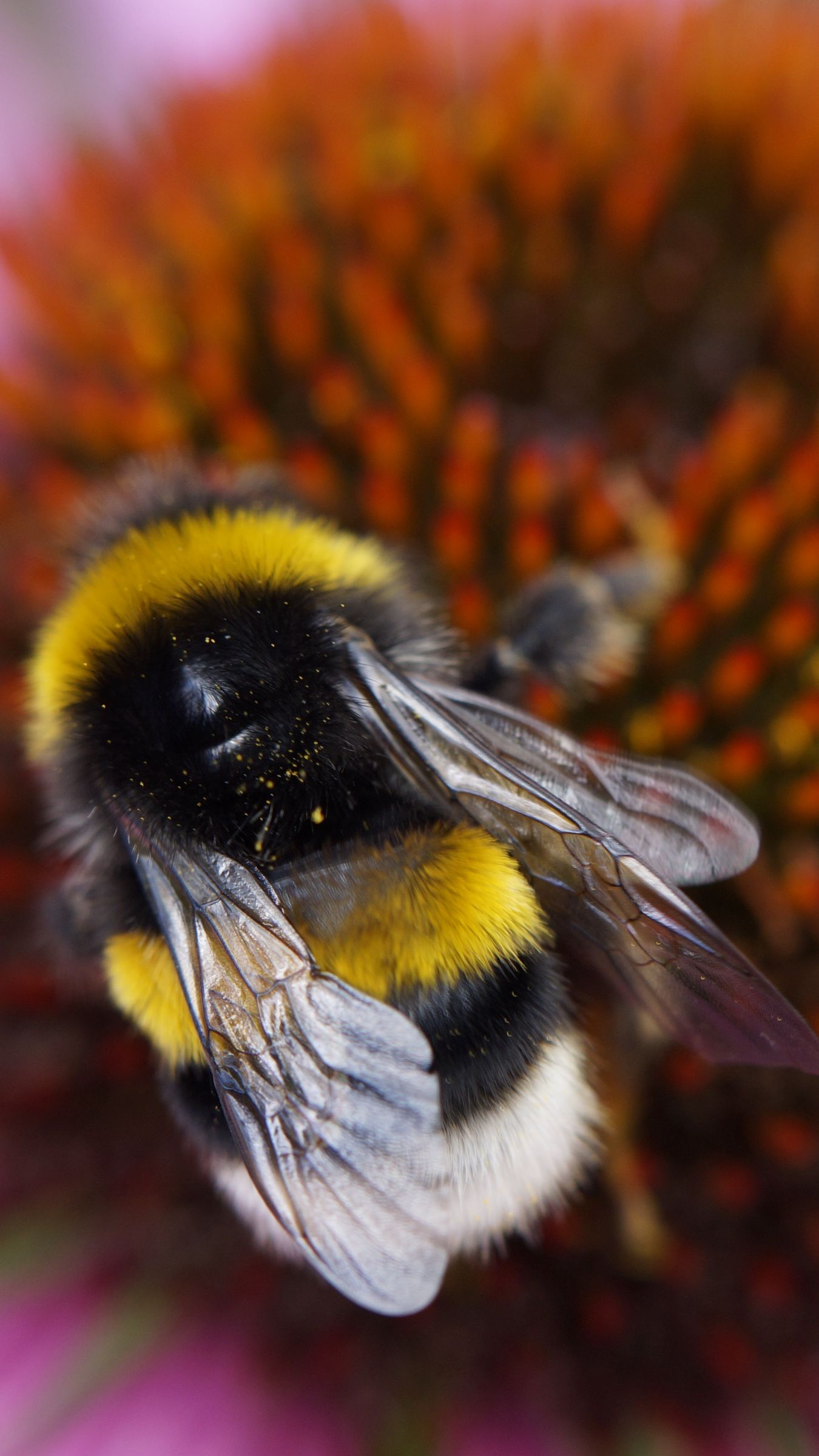 Best Honey bee iPhone HD Wallpapers  iLikeWallpaper