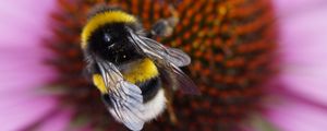 Preview wallpaper bumble bee, flower, macro