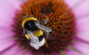 Preview wallpaper bumble bee, flower, macro