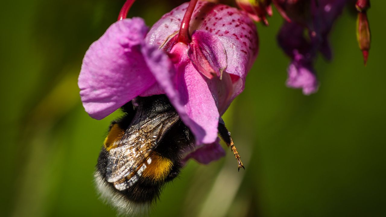 Wallpaper bumble bee, flower, macro, nature