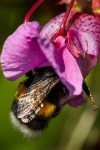 Preview wallpaper bumble bee, flower, macro, nature
