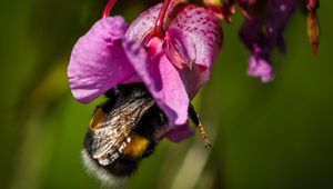 Preview wallpaper bumble bee, flower, macro, nature