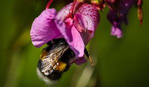 Preview wallpaper bumble bee, flower, macro, nature