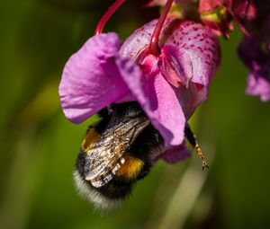 Preview wallpaper bumble bee, flower, macro, nature