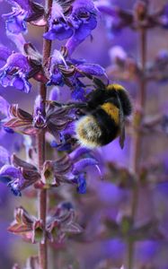 Preview wallpaper bumble bee, flower, plant, striped, insect