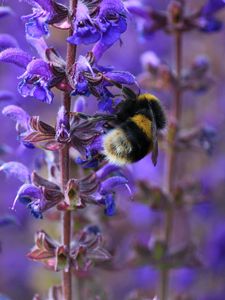 Preview wallpaper bumble bee, flower, plant, striped, insect