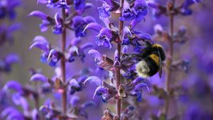 Preview wallpaper bumble bee, flower, plant, striped, insect