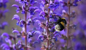 Preview wallpaper bumble bee, flower, plant, striped, insect