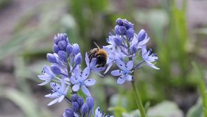 Preview wallpaper bumble bee, flower, plant, insect