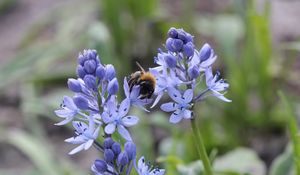 Preview wallpaper bumble bee, flower, plant, insect