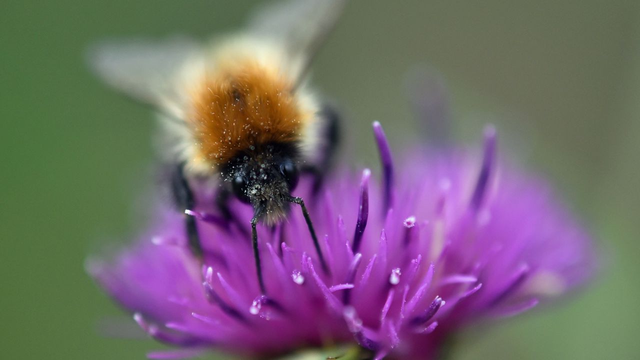 Wallpaper bumblebee, bee, flower, pollen, purple, macro